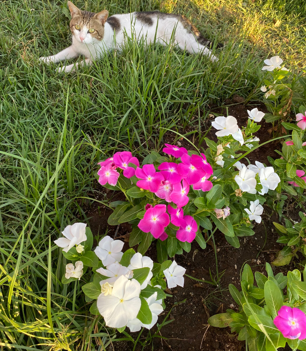 Кот не заменит цветы жизни 