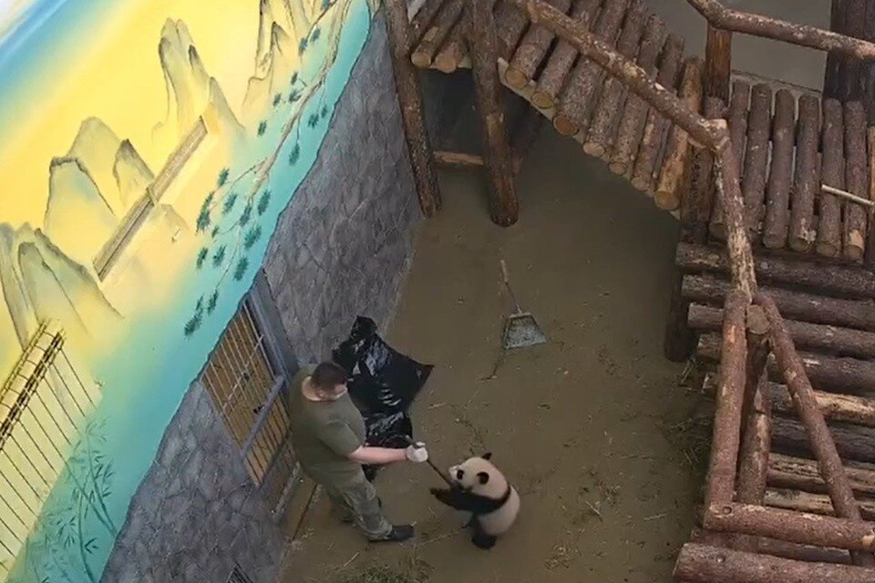   Вместе с пандой Катюшей уборка в вольере проходит весело Кадр видео
