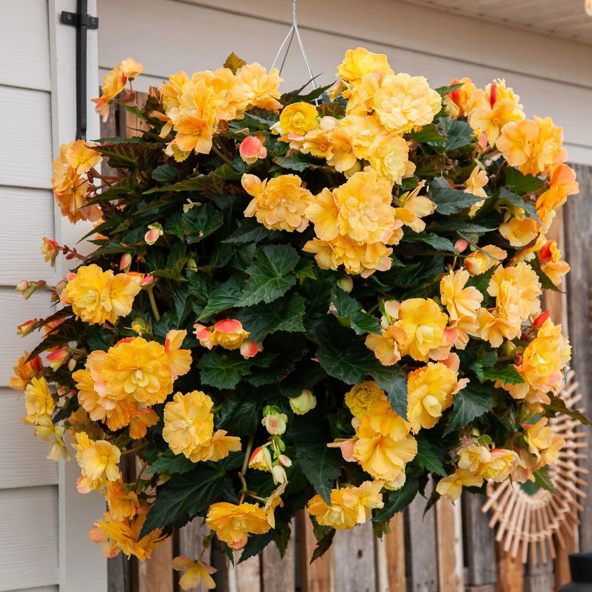 Portofino Begonia - Citrix                    