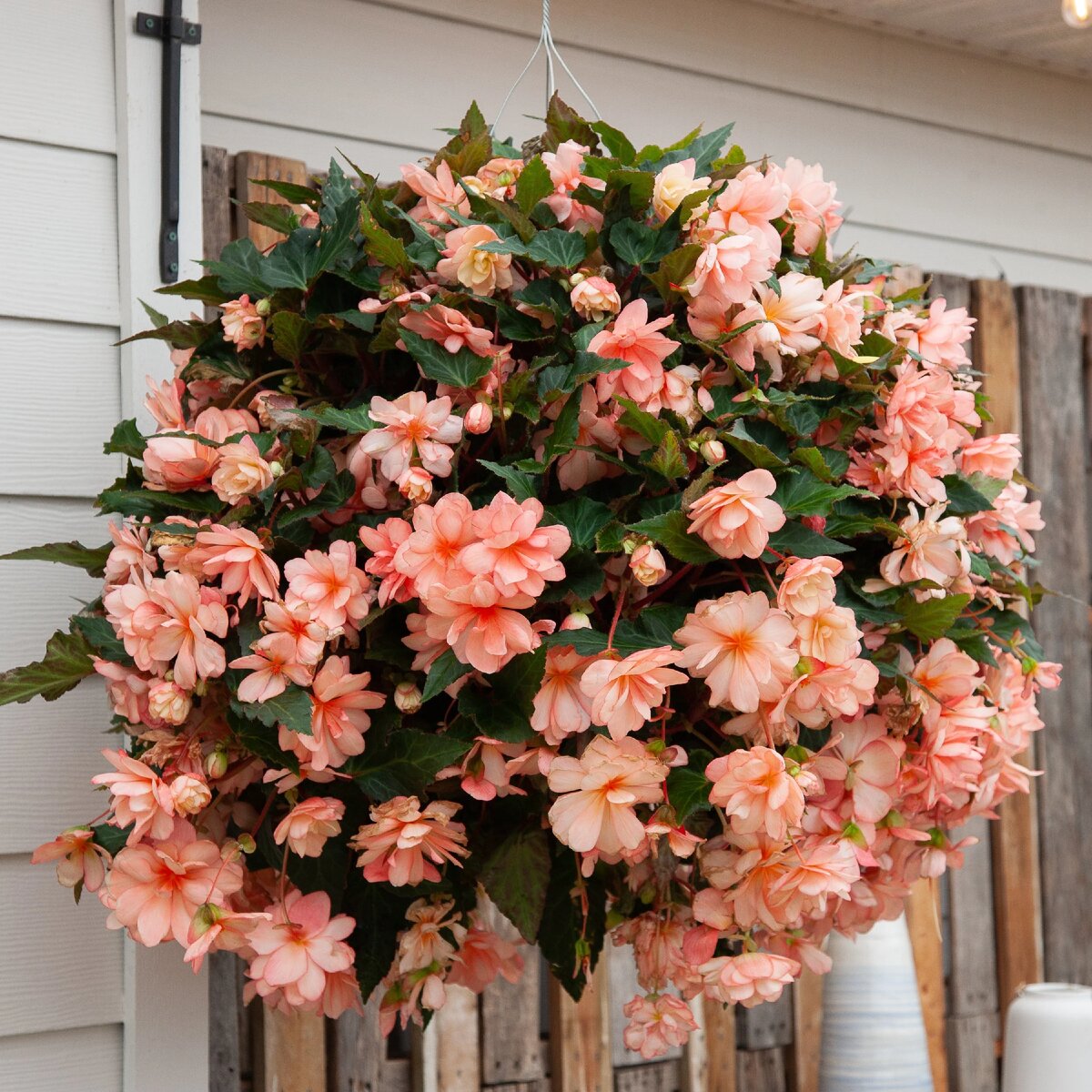 Portofino Begonia - Miss Montreal                        