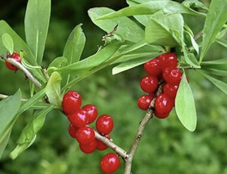 Волчеягодник (ядовитая)