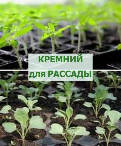 кремний для рассады