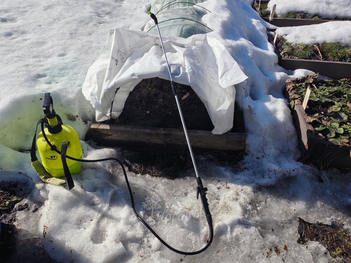 Первое опрыскивание.
