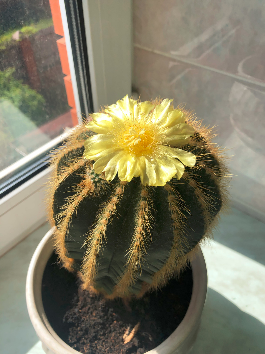 Кактусы вроде меня цветут редко, некоторые раз в жизни, имеет смысл поймать момент, чтобы не горевать о том, что так и не прикоснулся к прекрасному...