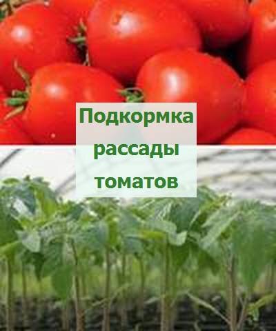 рассада томатов подкормка