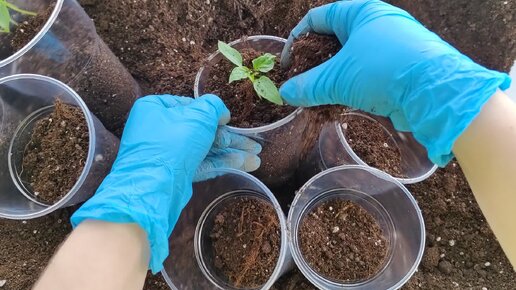 Сроки прорастания огурцов. Перец халапеньо шкала сковилла. Всхожесть помидор после посева. Сроки всхода семян в открытом грунте. Сколько дней всходят перцы после посева.