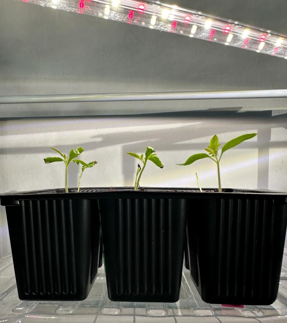 Всходы томатов сразу начинаем досвечивать