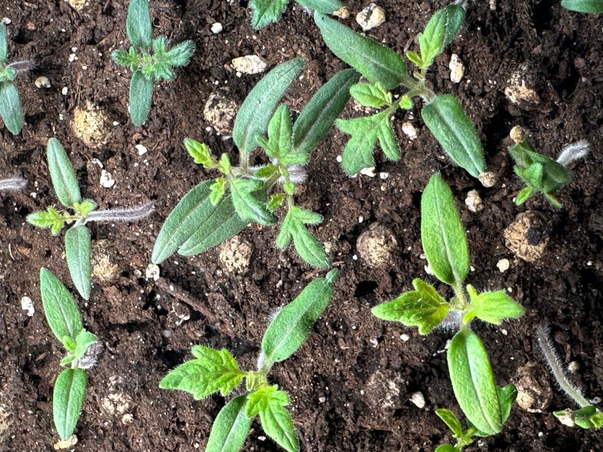 Уход за всходами до пикирования