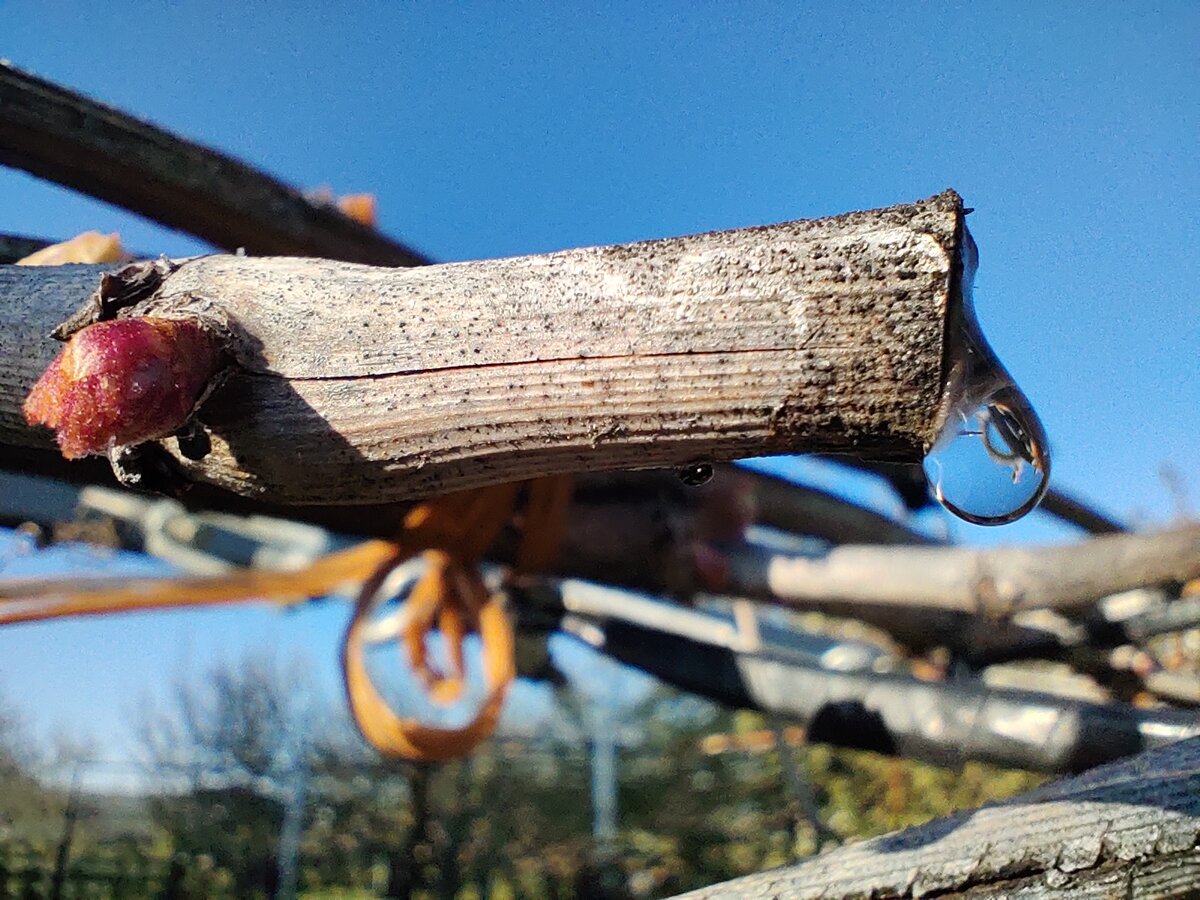 Хорошо видно состояние лозы после перезимовки. Очень мелкие черные точки - это как раз и есть внешние проявления грибка  