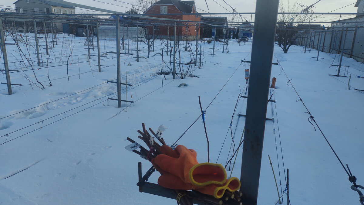 При оттепелях удобно позаниматься обрезкой неукрывных кустов винограда 