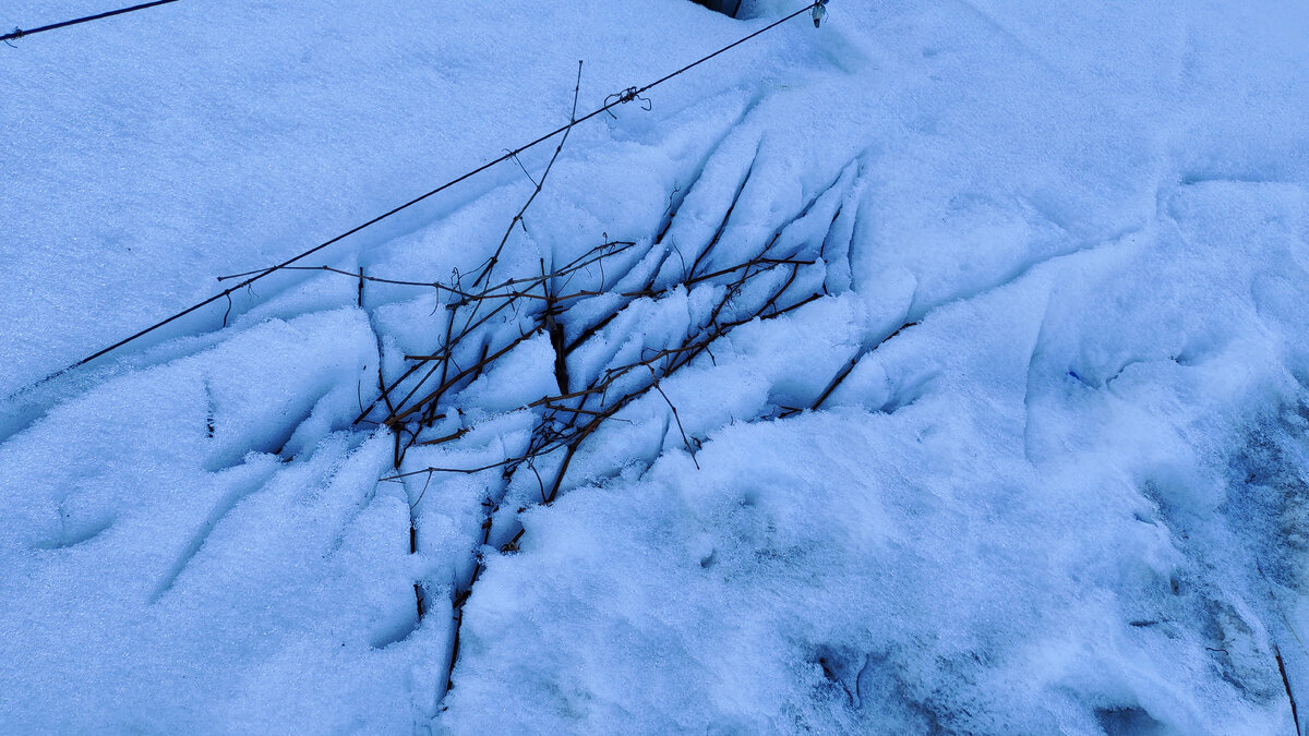 Физика во всей красе! Темные виноградные лозы на фоне белого снега в солнечную погоду нагреваются и постепеннь топят снег под собой 