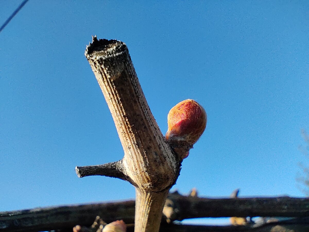 Тоже хорошо видны от узла и выше черные пикниды на лозе 