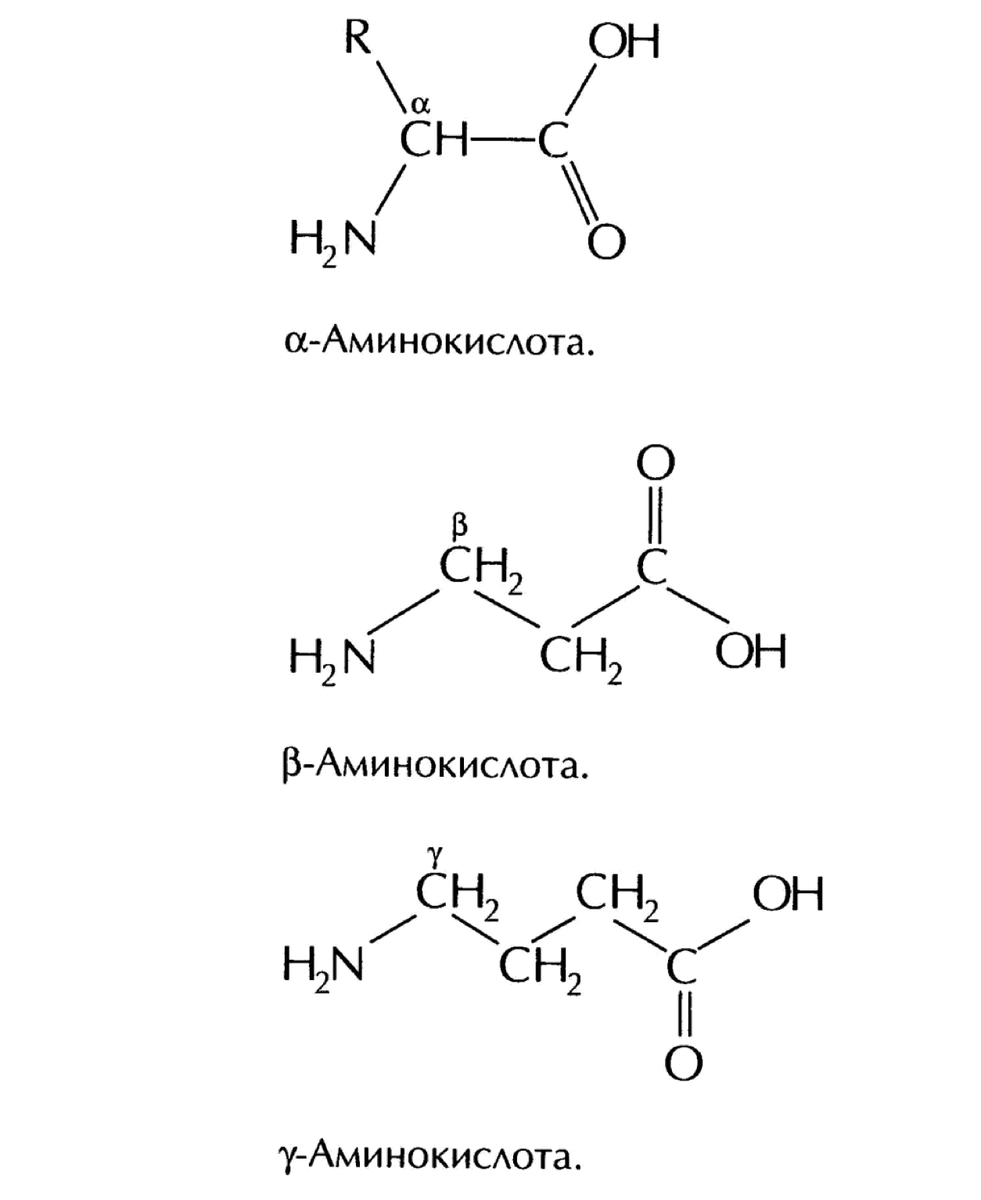 То есть у альфа-аминокислот расположение аминогруппы по отношению к карбоксильной группе 1 углерод, у бета - 2 С, у гамма - 3 С, и так далее. 