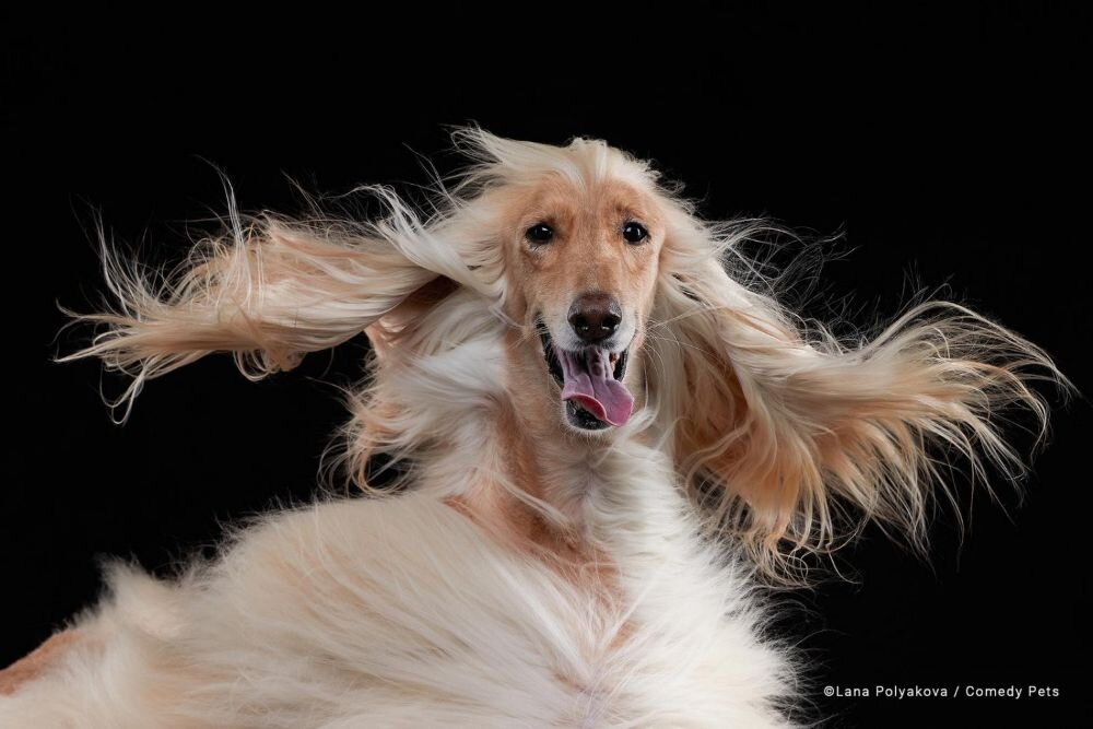 1. Финалист и высоко оцененное фото конкурса  Comedy Pet Photo Awards 2023 года / Фото " Роскошная прическа " от фотографа ЛАНЫ ПОЛЯКОВОЙ /   LANA POLYAKOVA