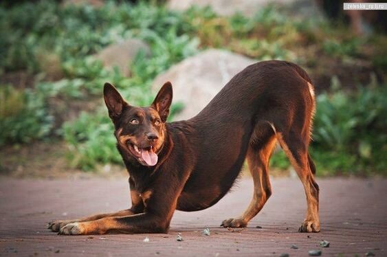 Австралийский Келпи