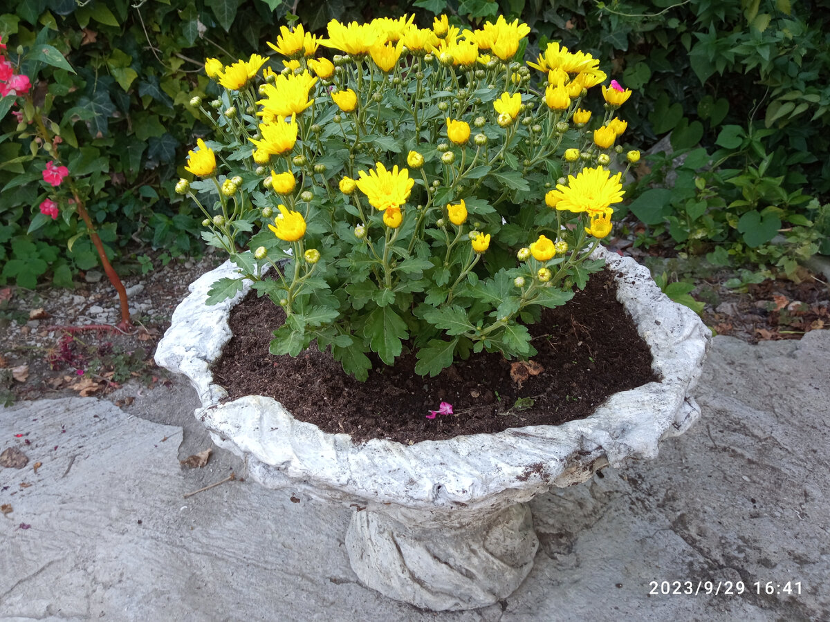 Очень люблю осенью желтые хризантемы. Моя хризантема в дизайнерском горшке из полотенца и цемента. Фото автора.