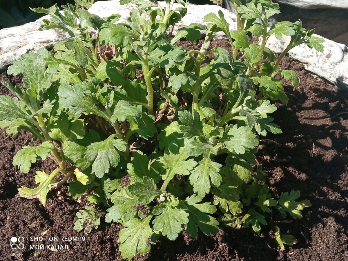 Моя перезимовавшая хризантема. Фото автора.