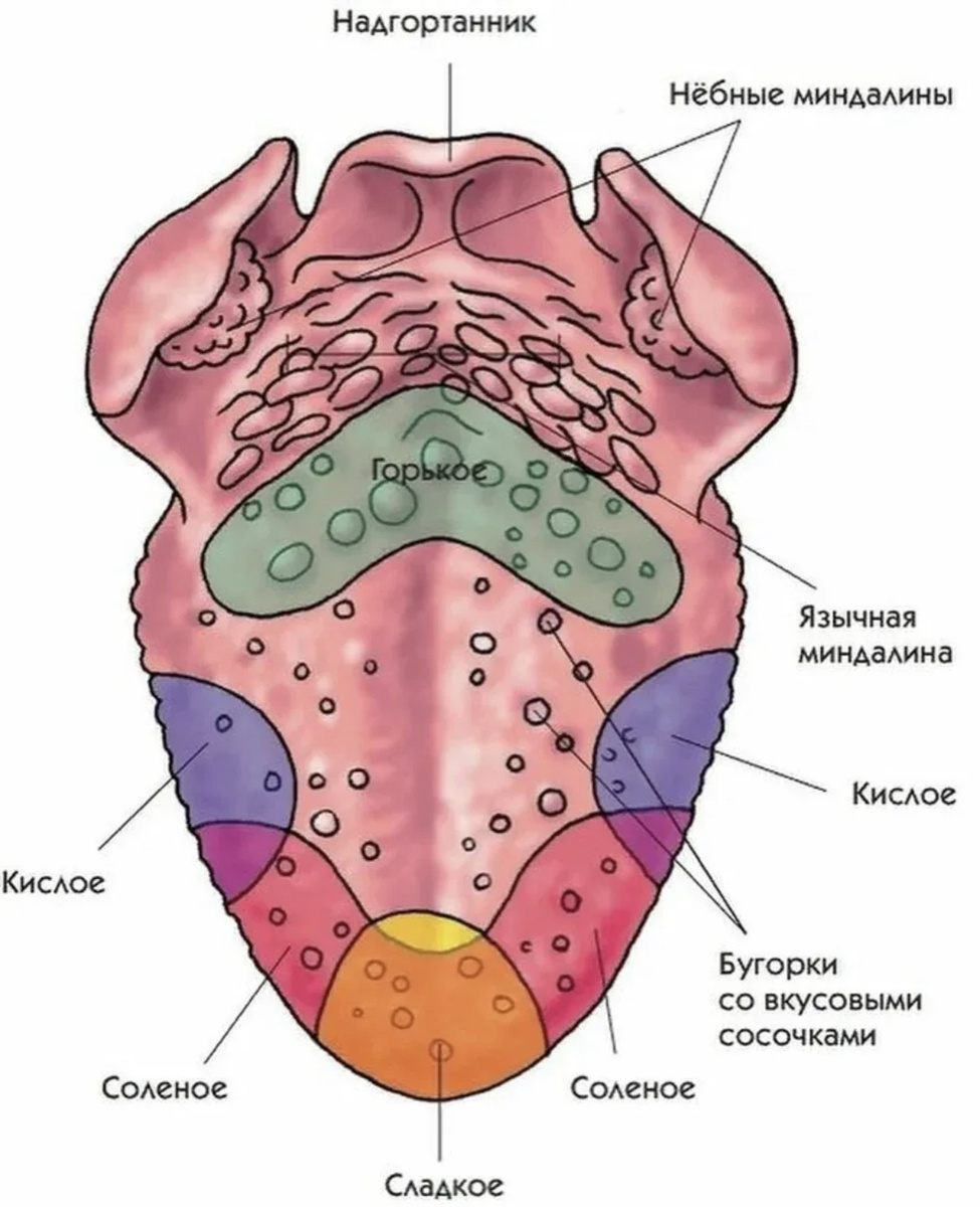 Орган вкуса — язык 