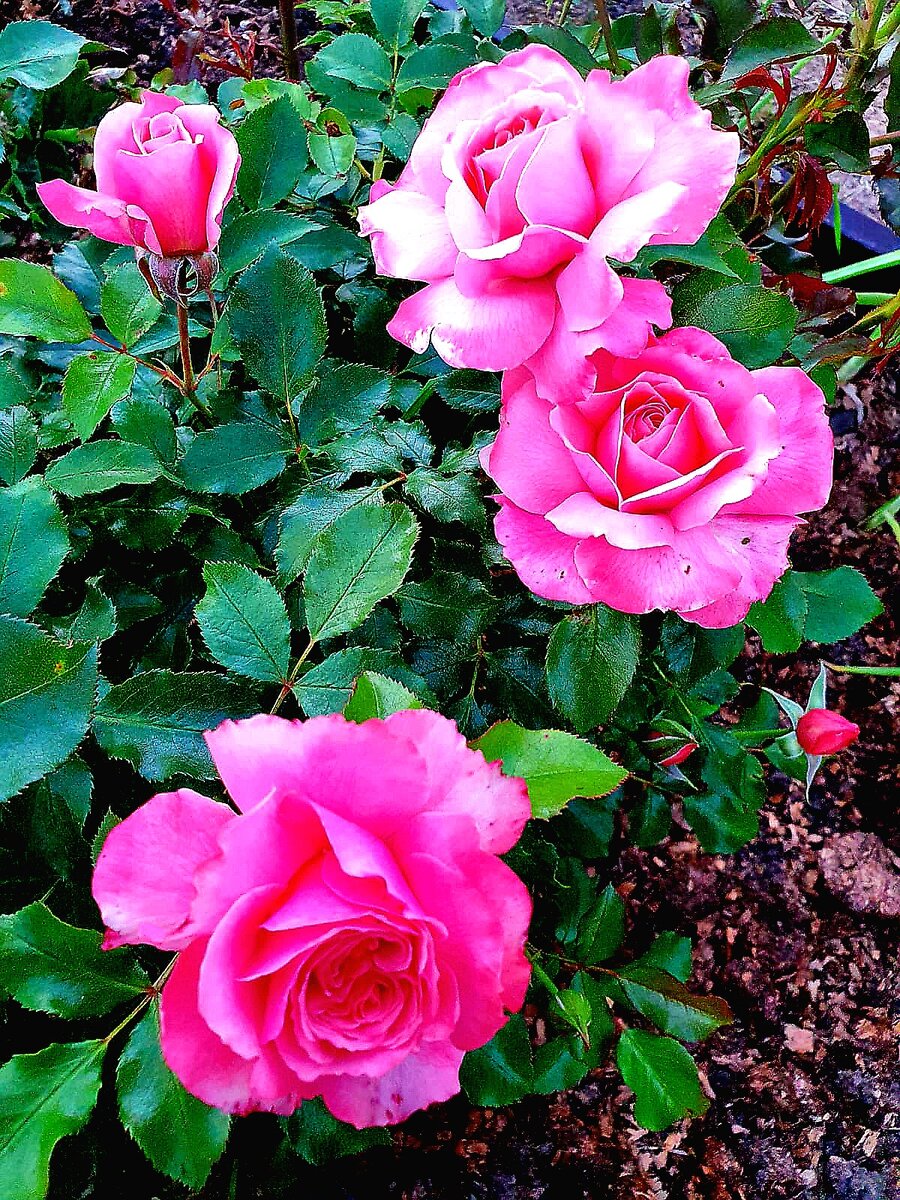 Роза сорта флорибунда «Bottichelli»