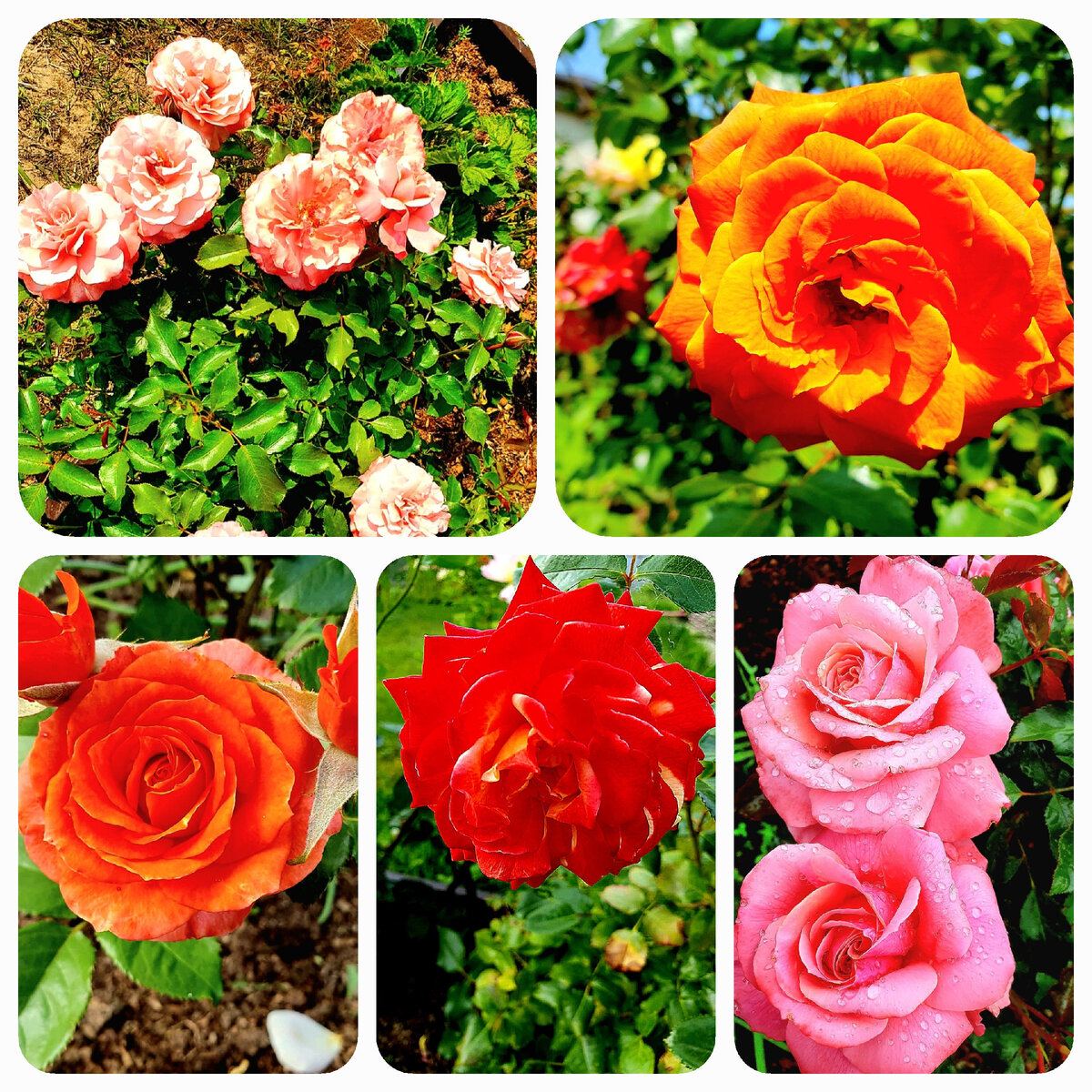 Феерия цветения роз сорта флорибунда