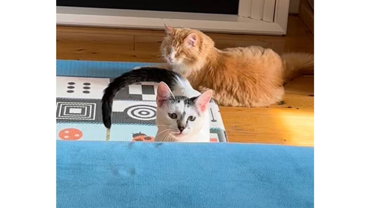 В Туле собака спасла обессилевшего котенка с грустным лицом | Питомцы ...