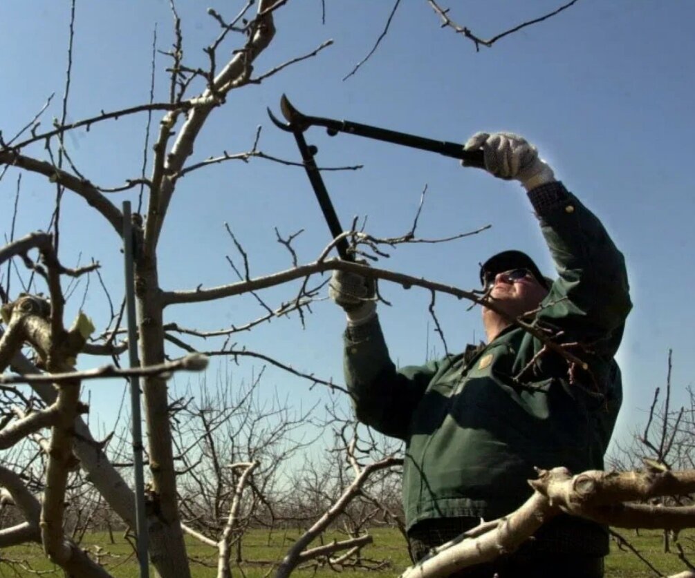 Весенняя обрезка садовых деревьев 