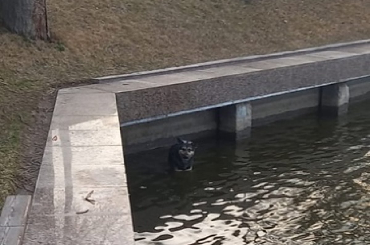    В Астрахани спасатели достали собаку из Лебединого озера