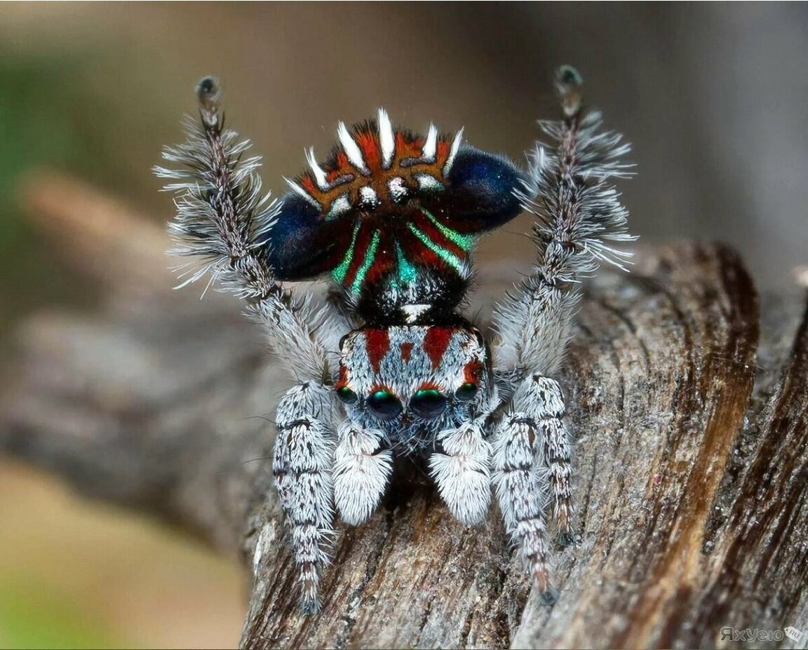 Паук павлин. Фото из Интернета.