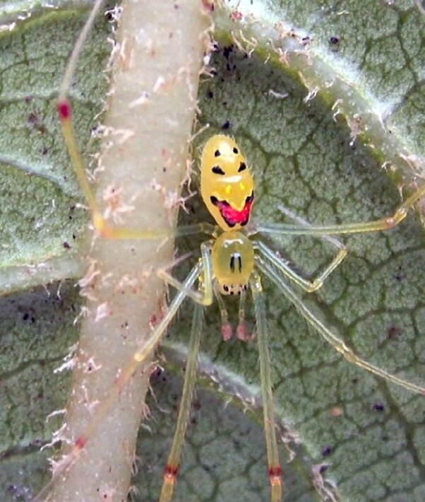 Паучок со смайликом на спине