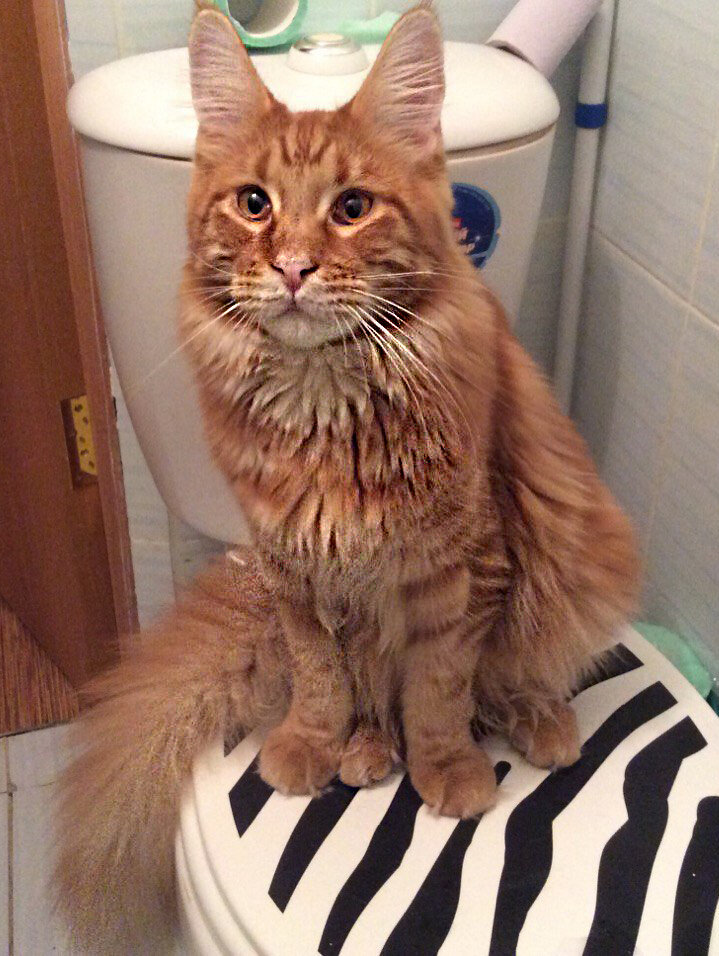 Фарид Алексеевич на троне, надо понимать