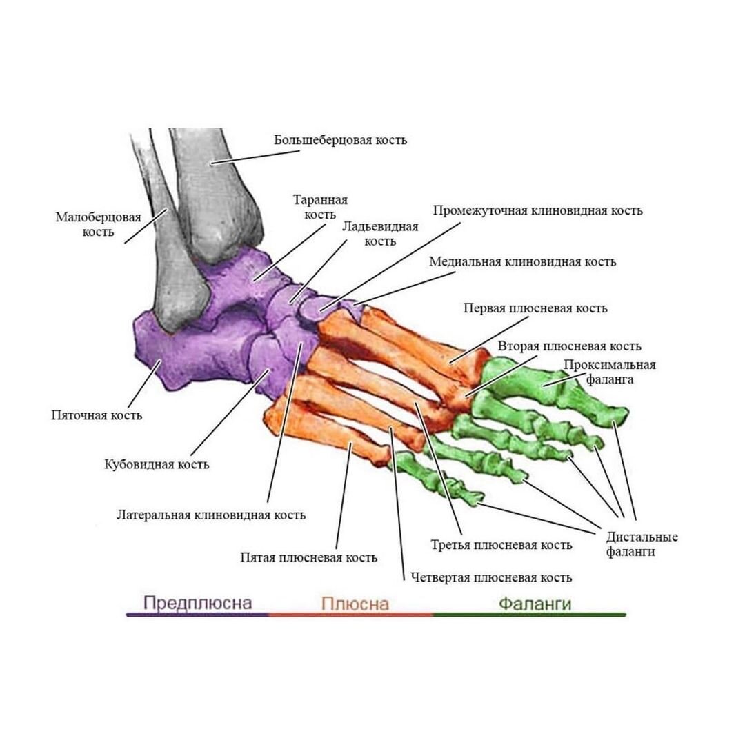 Кисть голени. Кости стопы анатомия строение. Строение стопы плюсна предплюсна. Кости плюсны стопы анатомия. Ступня человека строение костей.