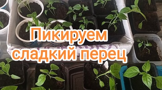 🫑Пикируем сладкий перец🫑Рассада перца в домашних условиях🫑Огород на подоконнике🫑