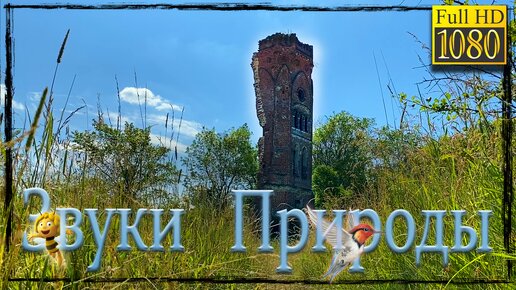 Расслабляющие звуки природы, релакс, пение птиц. Звуки для отдыха . HD 1080p