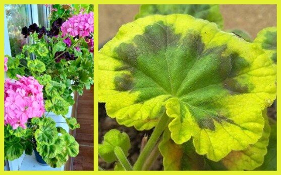 Кому не понравится такая весенняя расцветка листа пеларгонии Warrain