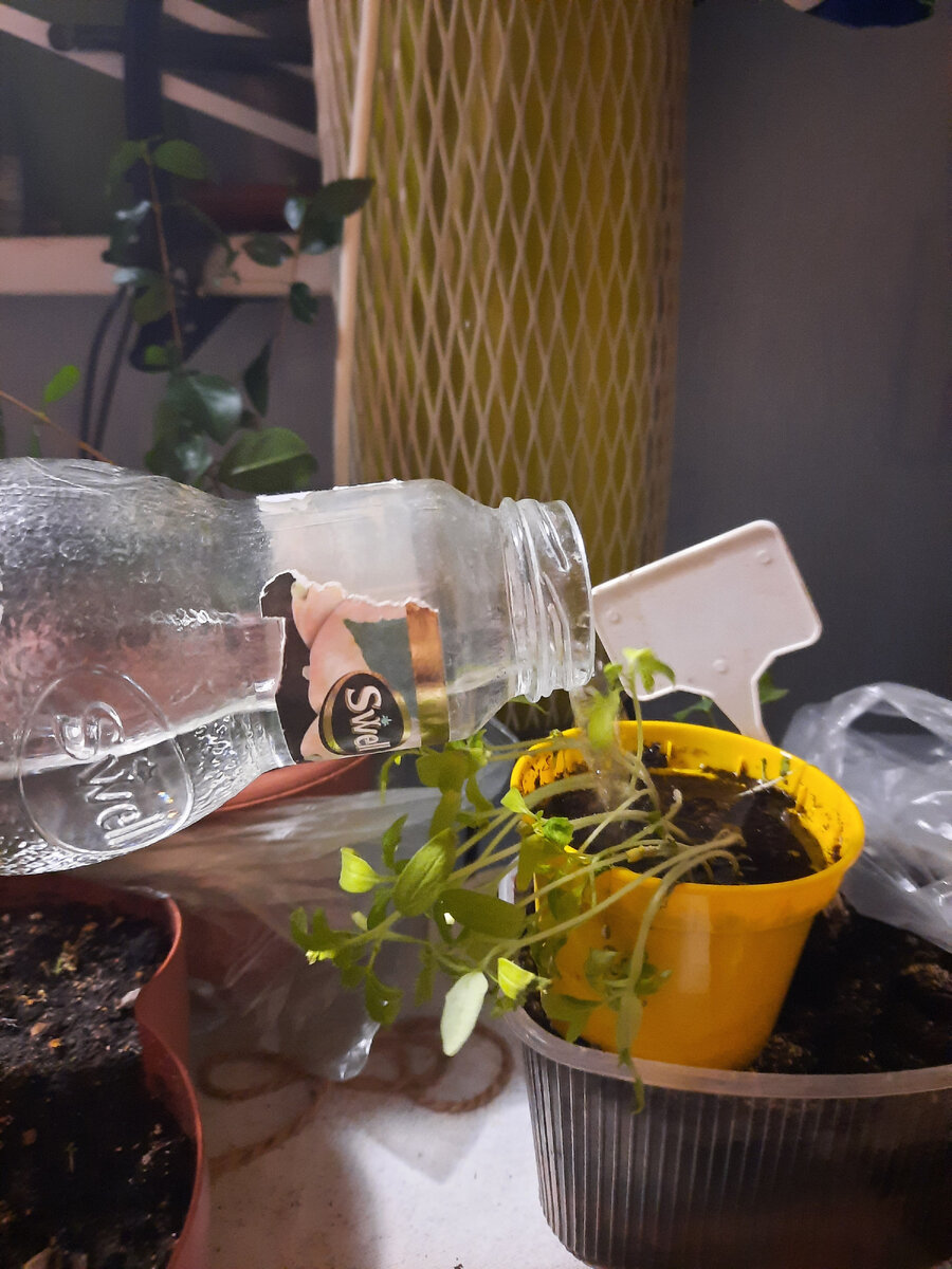 Срочный полив!