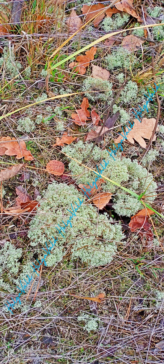 ЦЕТРАРИЯ ИСЛАНДСКАЯ («ИСЛАНДСКИЙ МОХ»).