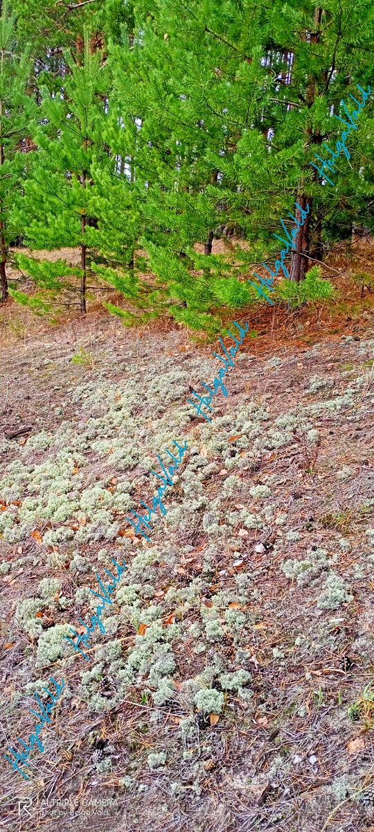 ЦЕТРАРИЯ ИСЛАНДСКАЯ («ИСЛАНДСКИЙ МОХ»).