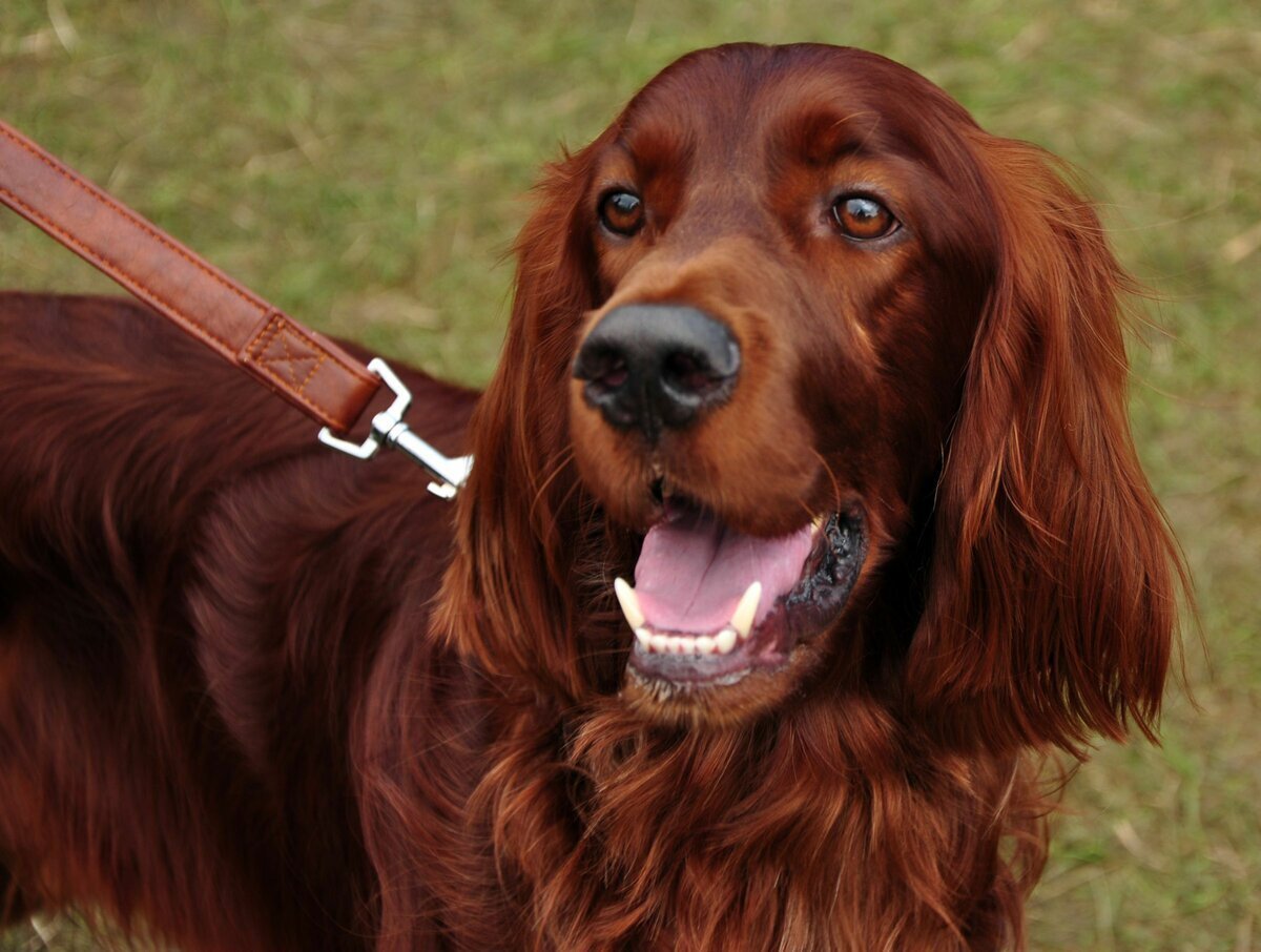 Ирландский сеттер. Ирландский сеттер (Irish Setter). Ирландский сеттер золотистый. Ирландский сеттер и спаниель.