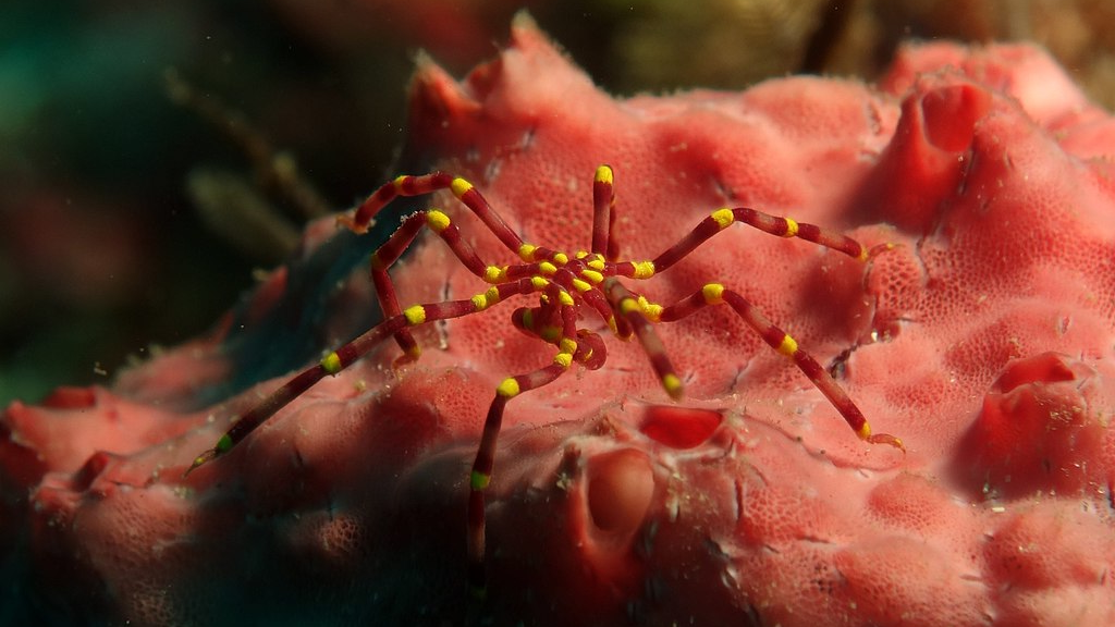 Современные морские пауки очень похожи на сухопутных.
