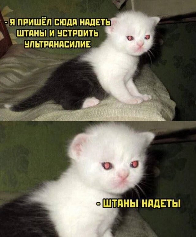 Мой преподаватель по акробатике похож на этого котика) Картинка из открытых источников 