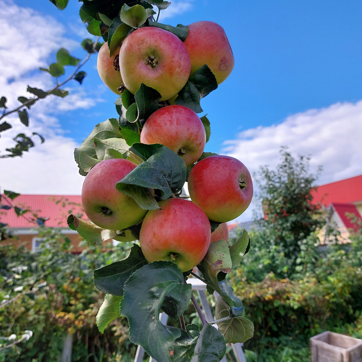 Самая сладкая и красивая из наших оставшихся лежких поздних яблок. Сорт не знаю.