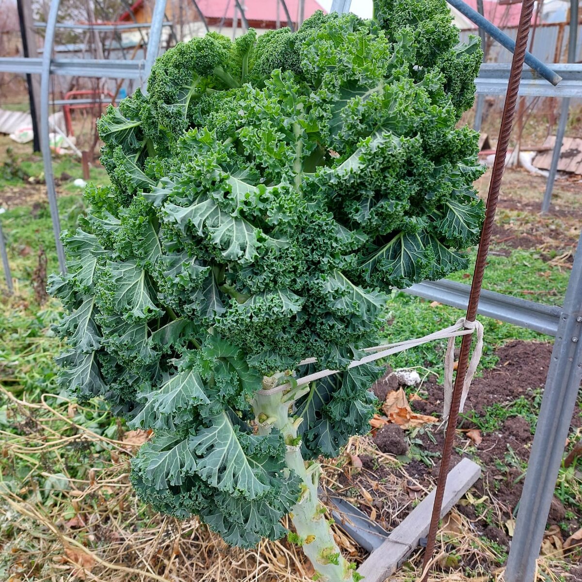 Вот ее-то он видимо и ел, а яблонька рядом...