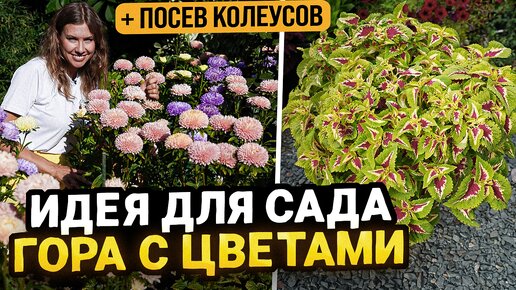 САМАЯ КРАСИВАЯ ИДЕЯ ДЛЯ САДА - БОЛЬШАЯ ЦВЕТУЩАЯ ГОРА | Посев колеусов на рассаду