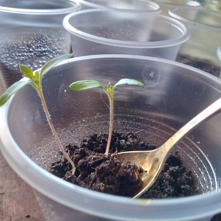 что такое пикировка рассады помидоров. почему всходы не растут. всходы томатов. рассада помидор по этапам. рассада перца в домашних.