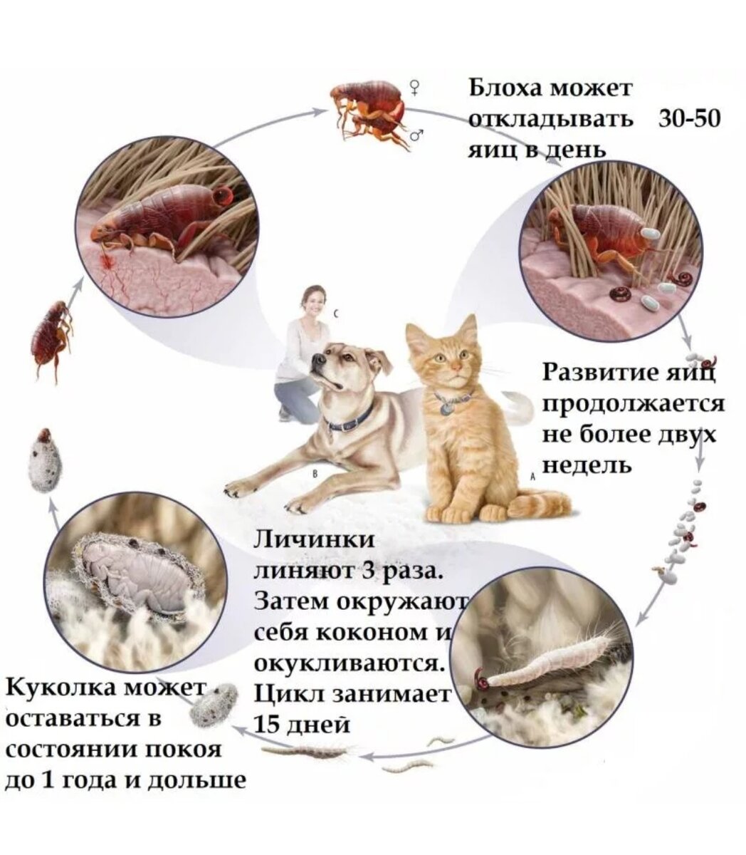 Как избавить домашнюю кошку от блох