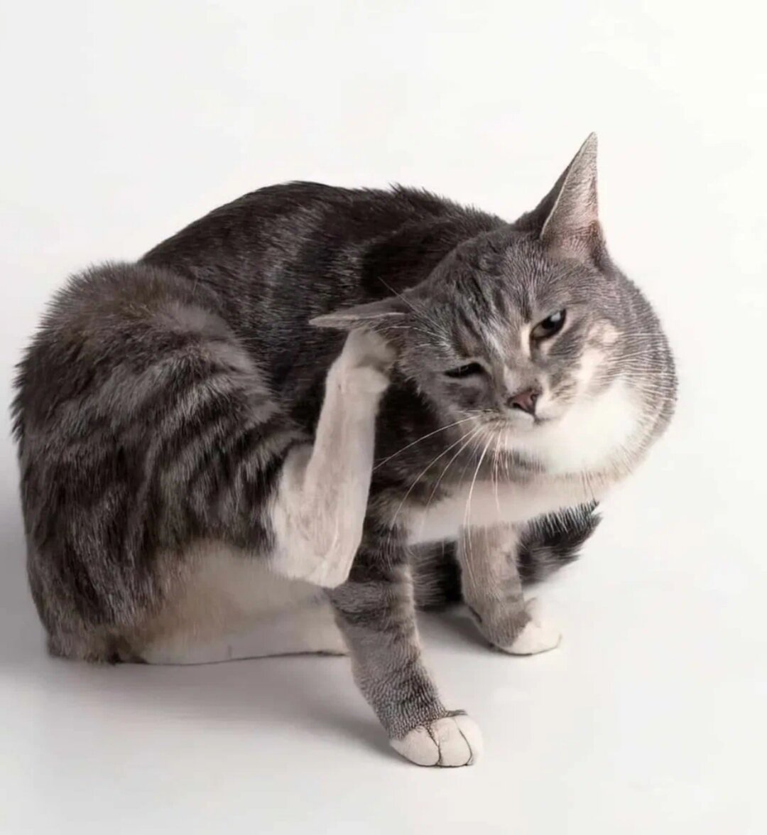 Фото из интернета