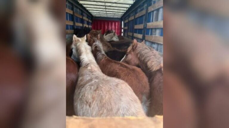    Эскадрон лошадей пытались незаконно вывезти из Оренбуржья в Казахстан Белов Михаил Александрович