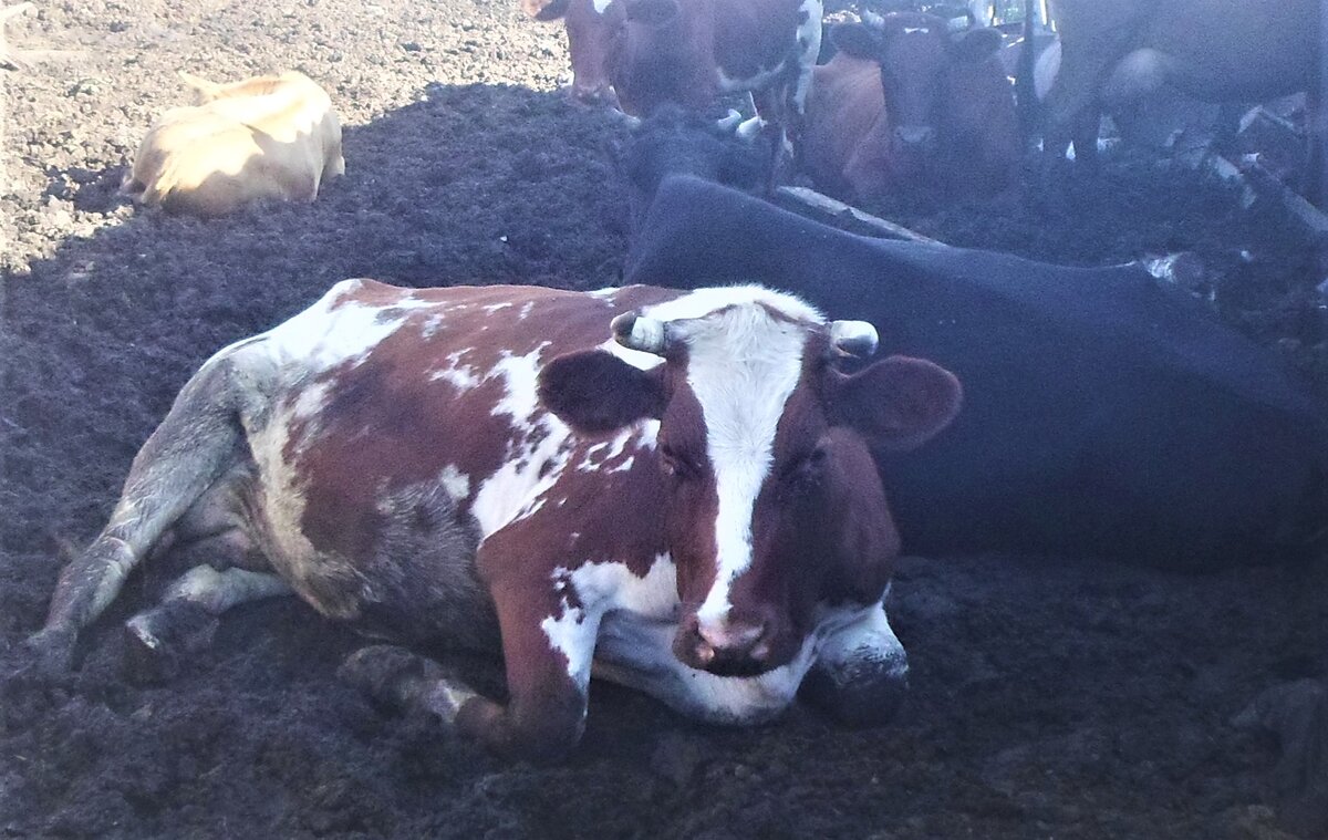 Фото: АПК Новости