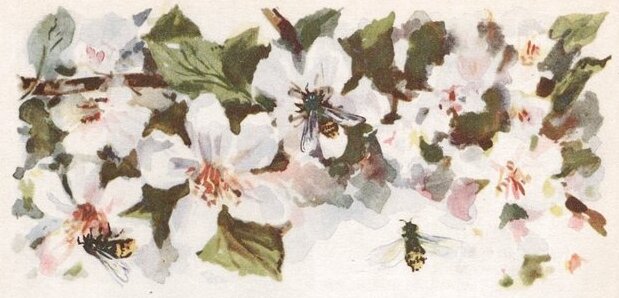 Журнал "Мурзилка", 1949 г., № 11