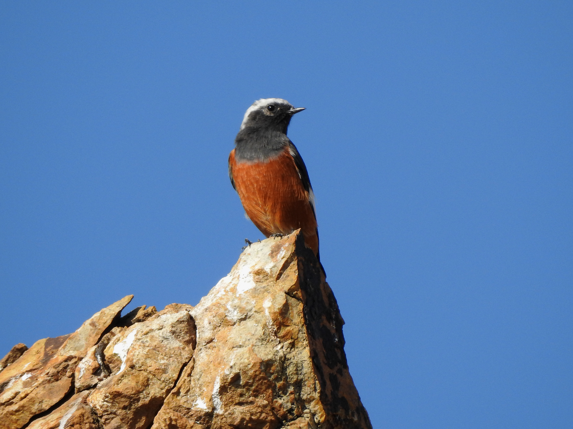 Птицы не лгут. Этого достаточно, чтобы их слушать 